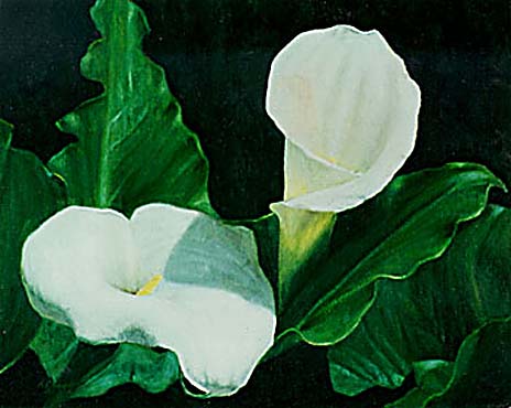 Cala Lillies