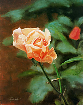 Dawn Rose